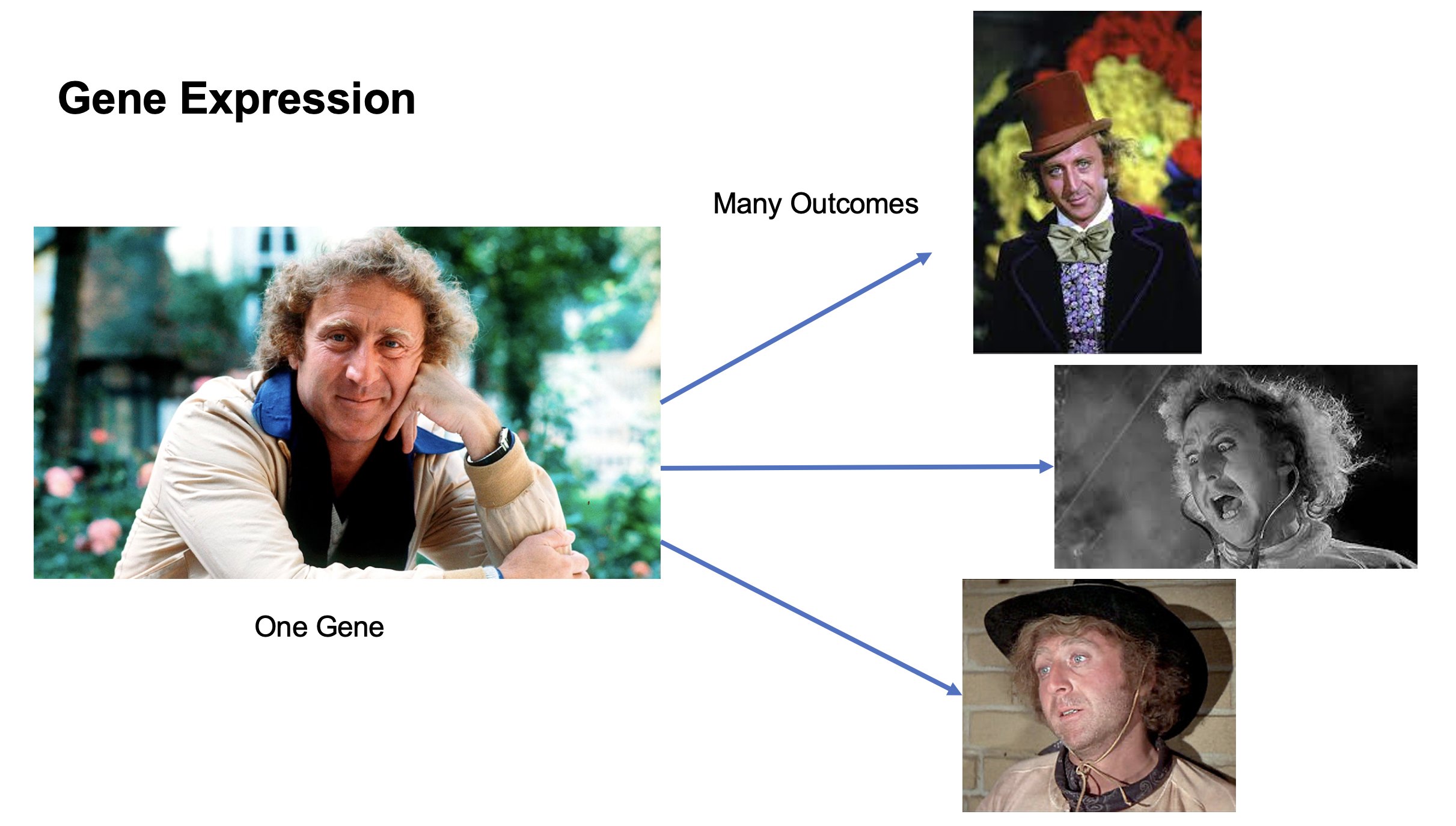 A slide labeled 'Gene Expression'. The main image a casual shot of actor Gene Wilder, labeled 'One Gene'. There a three side images of Wilder as iconic characters he played in 'Willy Wonka & the Chocolate Factory', 'Young Frankenstein', and 'Blazing Saddles'. There are arrows from the main image to the three side images, labeled 'Many Outcomes'.