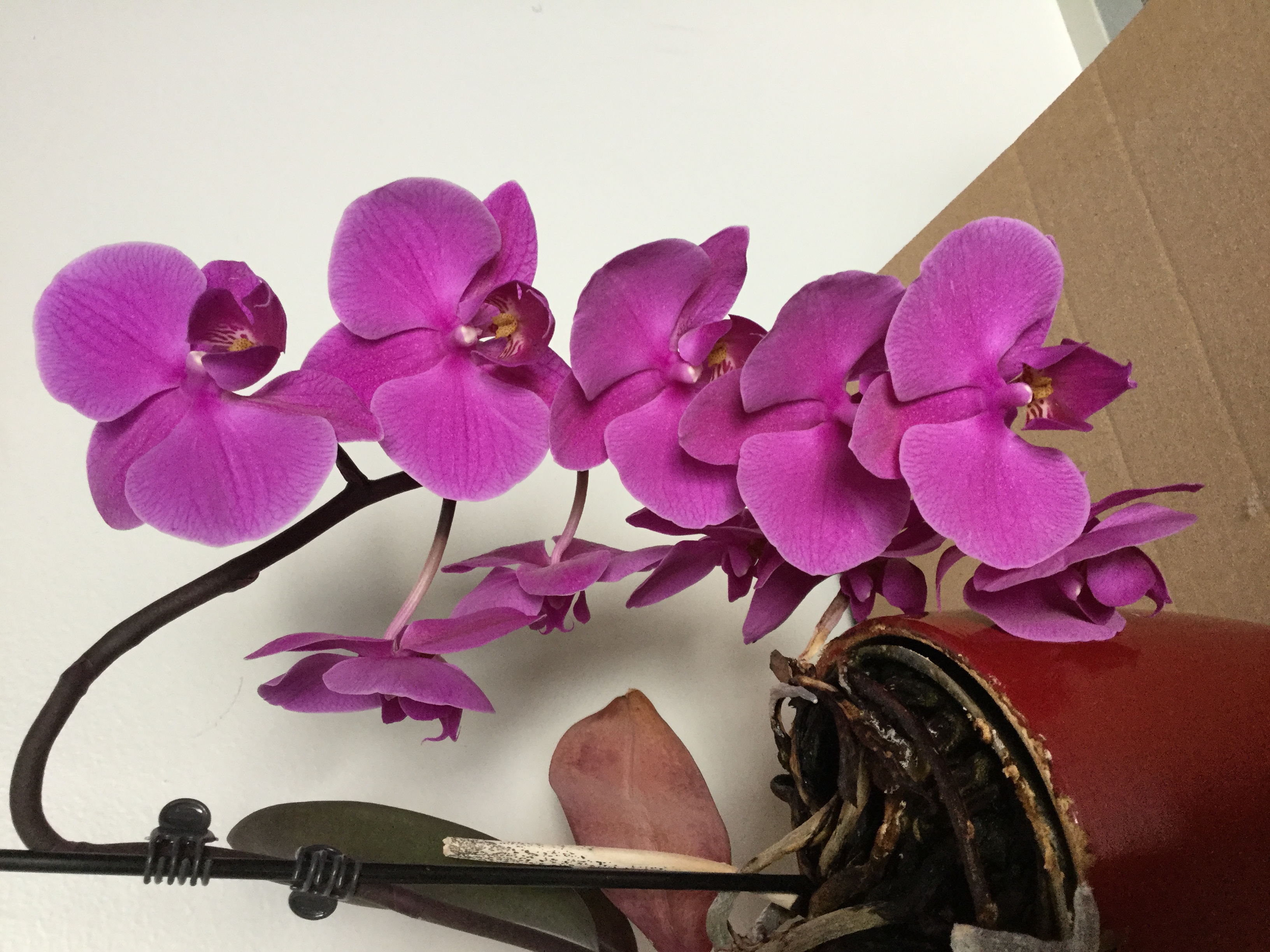 a picture of the orchid in my office from April 2021