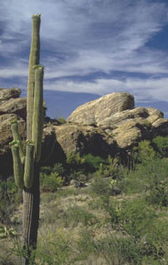 the low mountain desert of Arizona