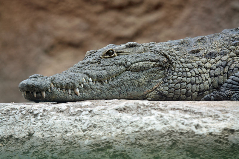 a Nile crocodile
