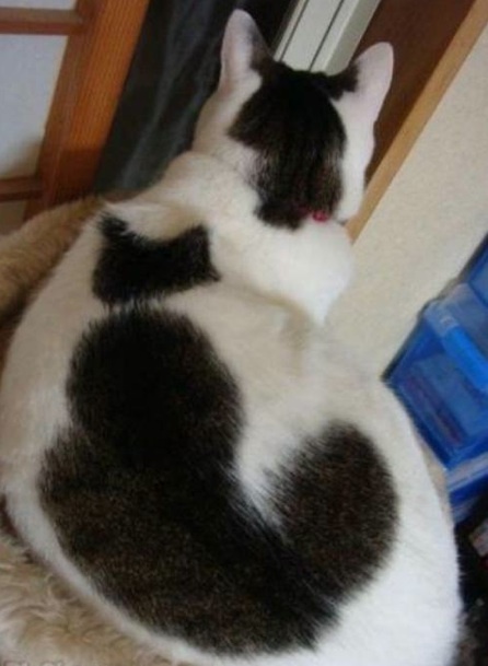 a photo of a white cat from the top; the back of the white cat page is a black patch that looks like a cat